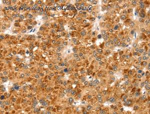 MyBioSource MBS2516854 image 2