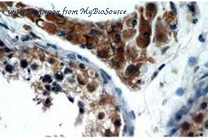 MyBioSource MBS2517257 image 2