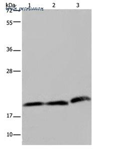 MyBioSource MBS2517267 image 1