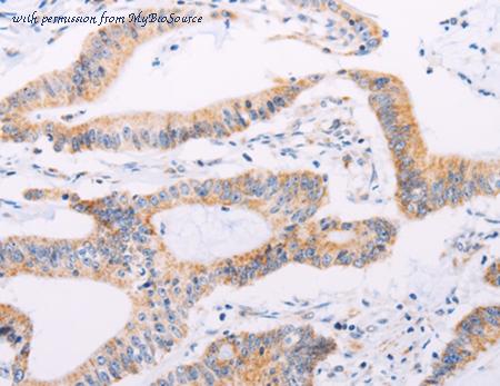 MyBioSource MBS2517356 image 2