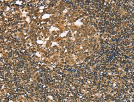 MyBioSource MBS2517471 image 1