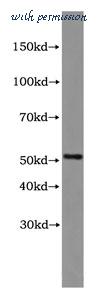 MyBioSource MBS2517608 image 1