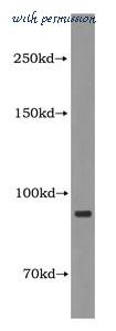 MyBioSource MBS2517813 image 1