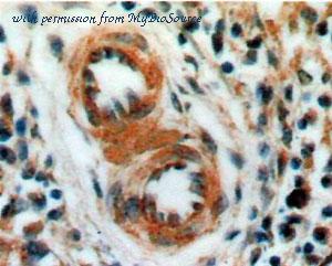 MyBioSource MBS2517813 image 2