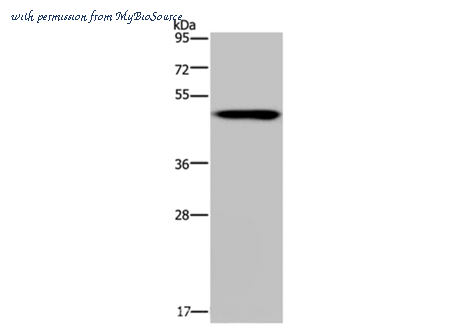 MyBioSource MBS2517949 image 1