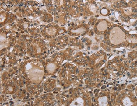 MyBioSource MBS2517949 image 2
