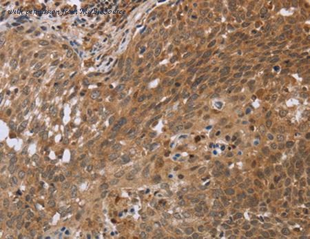 MyBioSource MBS2517949 image 3