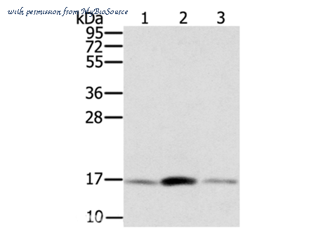 MyBioSource MBS2518180 image 1