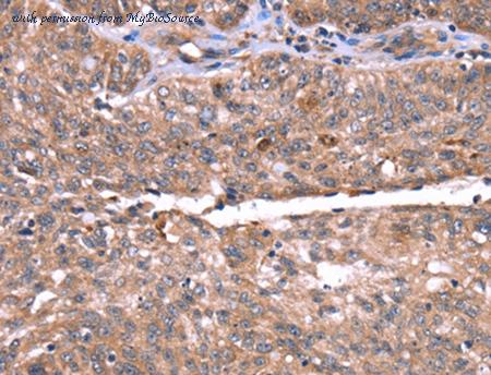 MyBioSource MBS2518243 image 2