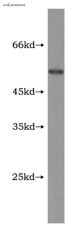MyBioSource MBS2518621 image 1