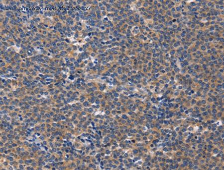 MyBioSource MBS2518898 image 1