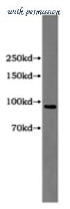 MyBioSource MBS2519007 image 1