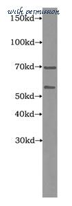 MyBioSource MBS2519054 image 1