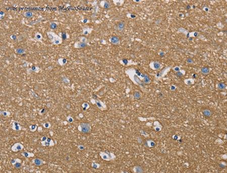 MyBioSource MBS2519283 image 2