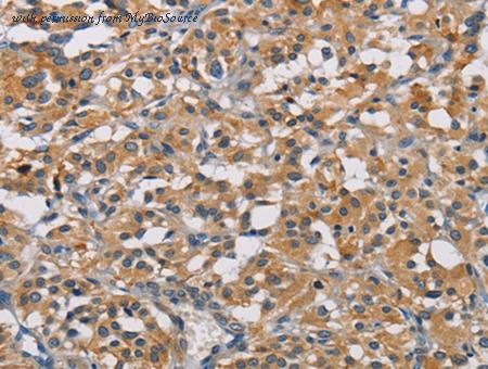MyBioSource MBS2519283 image 3