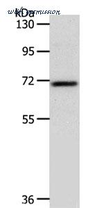 MyBioSource MBS2519403 image 1