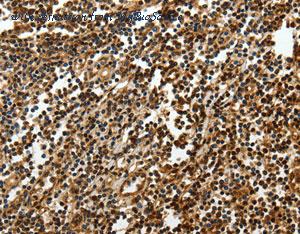 MyBioSource MBS2519403 image 2