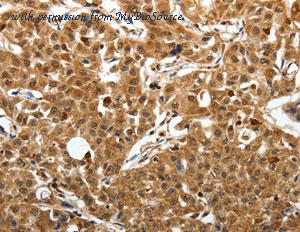 MyBioSource MBS2519403 image 3