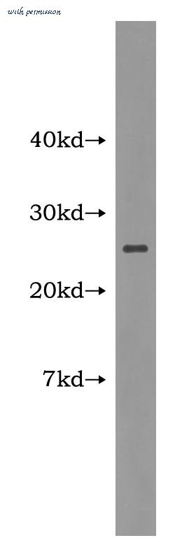 MyBioSource MBS2519685 image 1