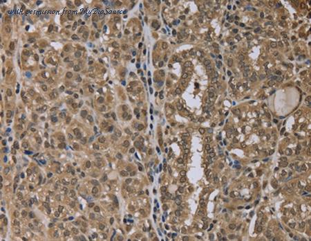 MyBioSource MBS2519919 image 1