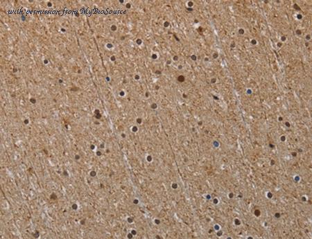 MyBioSource MBS2519919 image 2
