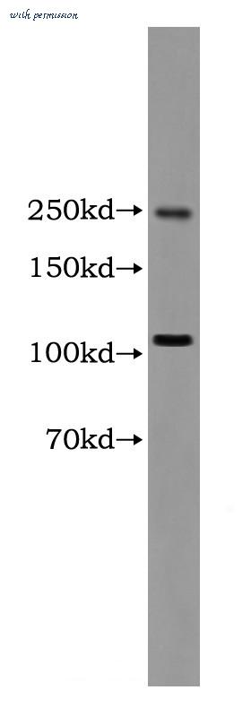 MyBioSource MBS2520086 image 1