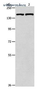 MyBioSource MBS2520173 image 1