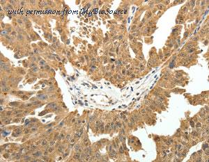 MyBioSource MBS2520173 image 2