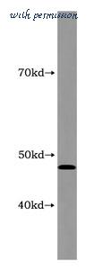MyBioSource MBS2520422 image 1
