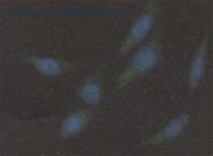 MyBioSource MBS2520422 image 2