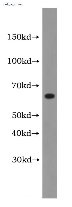 MyBioSource MBS2520484 image 1