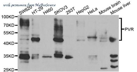 MyBioSource MBS2520722 image 1