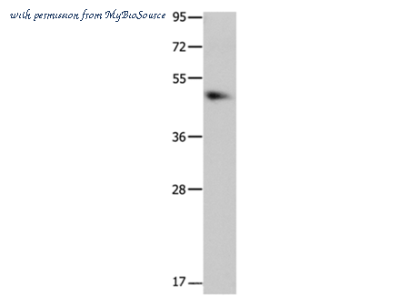MyBioSource MBS2521011 image 1