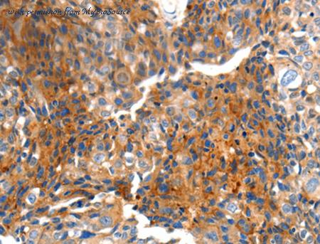 MyBioSource MBS2521011 image 2