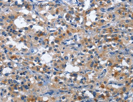 MyBioSource MBS2521161 image 1