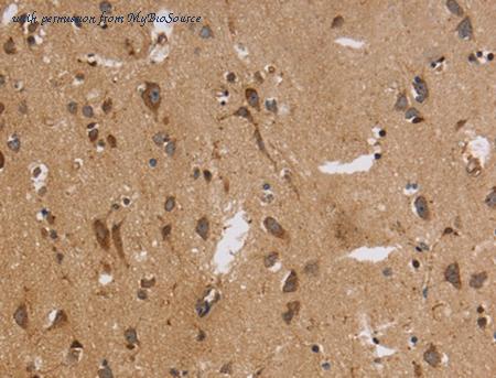 MyBioSource MBS2521465 image 1