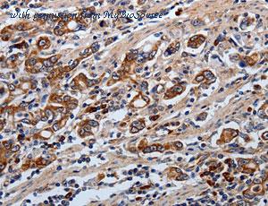 MyBioSource MBS2521543 image 1
