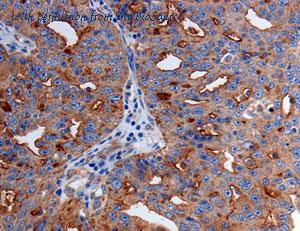 MyBioSource MBS2521543 image 2