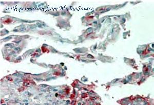 MyBioSource MBS2521543 image 3