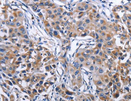 MyBioSource MBS2521613 image 2