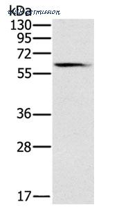 MyBioSource MBS2521843 image 1
