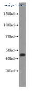 MyBioSource MBS2521928 image 1
