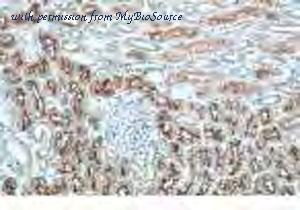 MyBioSource MBS2521928 image 2