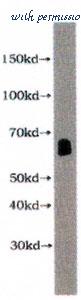 MyBioSource MBS2522124 image 1
