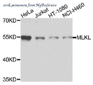 MyBioSource MBS2522244 image 1