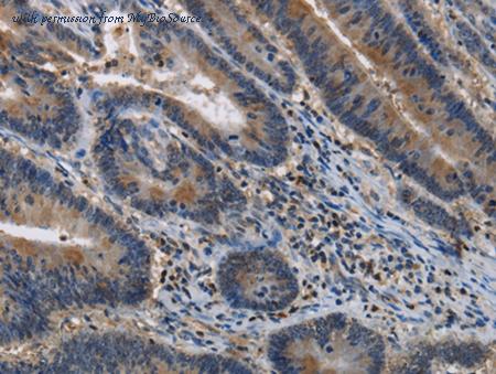 MyBioSource MBS2522256 image 1
