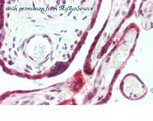 MyBioSource MBS2522483 image 3