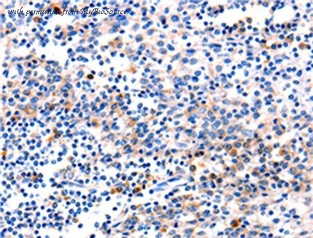 MyBioSource MBS2522498 image 1