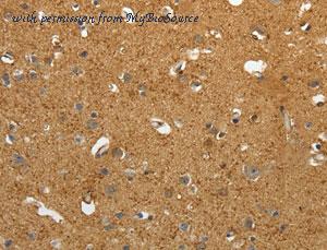 MyBioSource MBS2522529 image 1