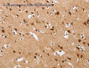 MyBioSource MBS2522738 image 2